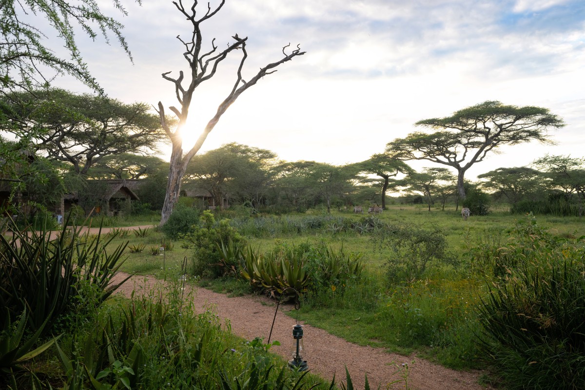 Ndutu Safari Lodge